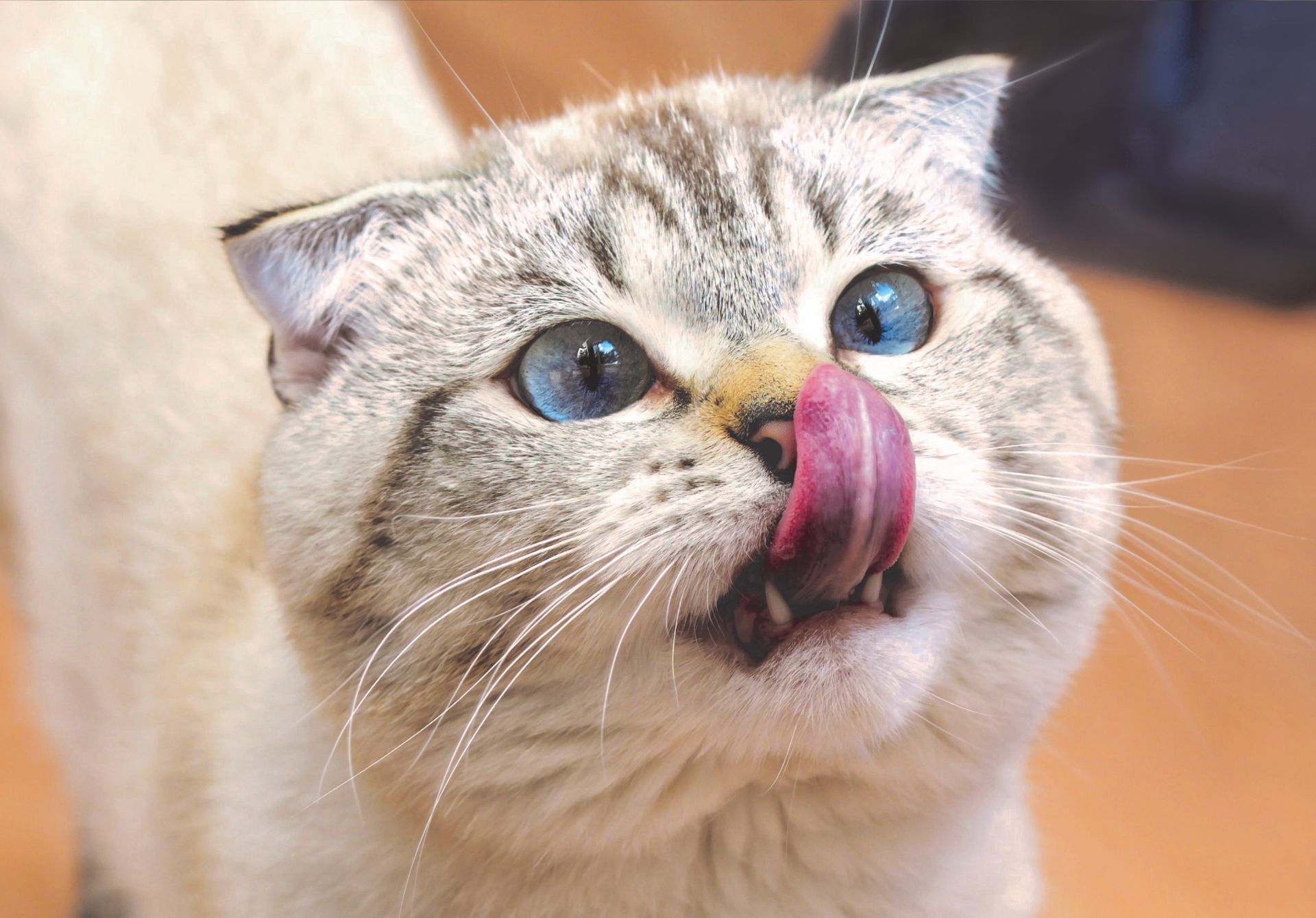 12 Most Dangerous People Foods for Cats