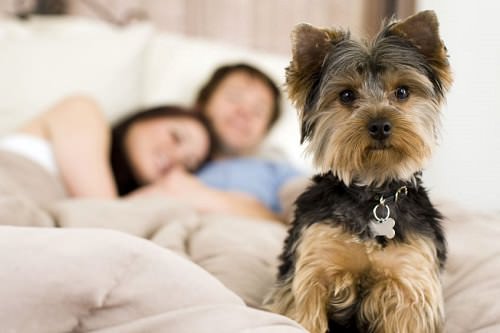 Ask yourself how you will feel setting aside a couple of hours each day for your pet for the next 10 years