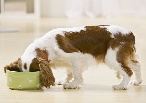 10 Most Dangerous People Foods for Dogs