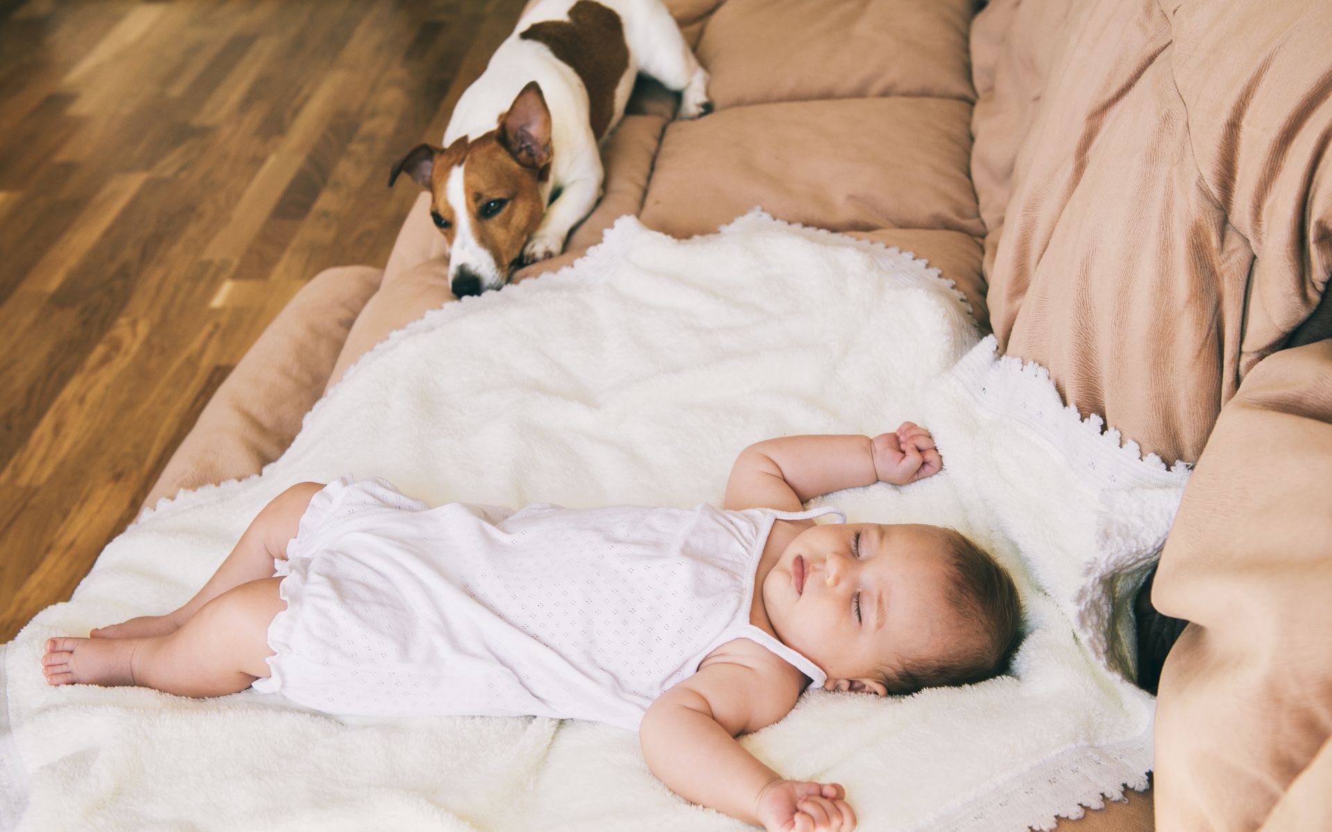 Get Your Pet Accustomed to All Things Related to Babies