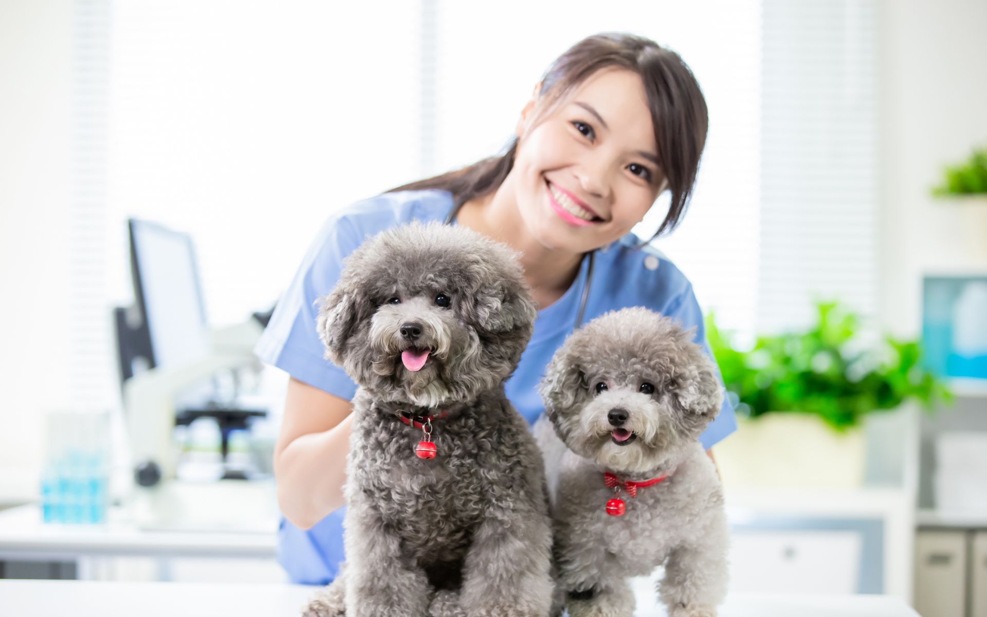 Get in Touch with Your Pet's Vet