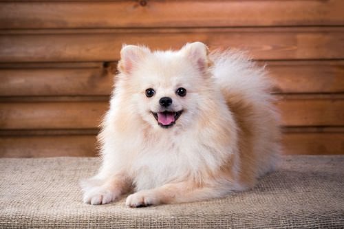 7 Tips on How to Groom Your Dog at Home