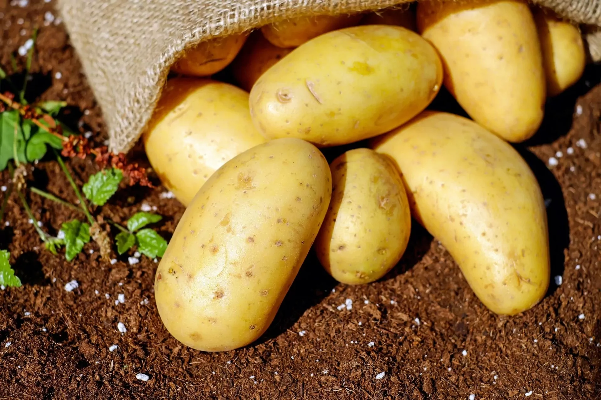 8 Fantastic Reasons to Eat Sweet Potatoes