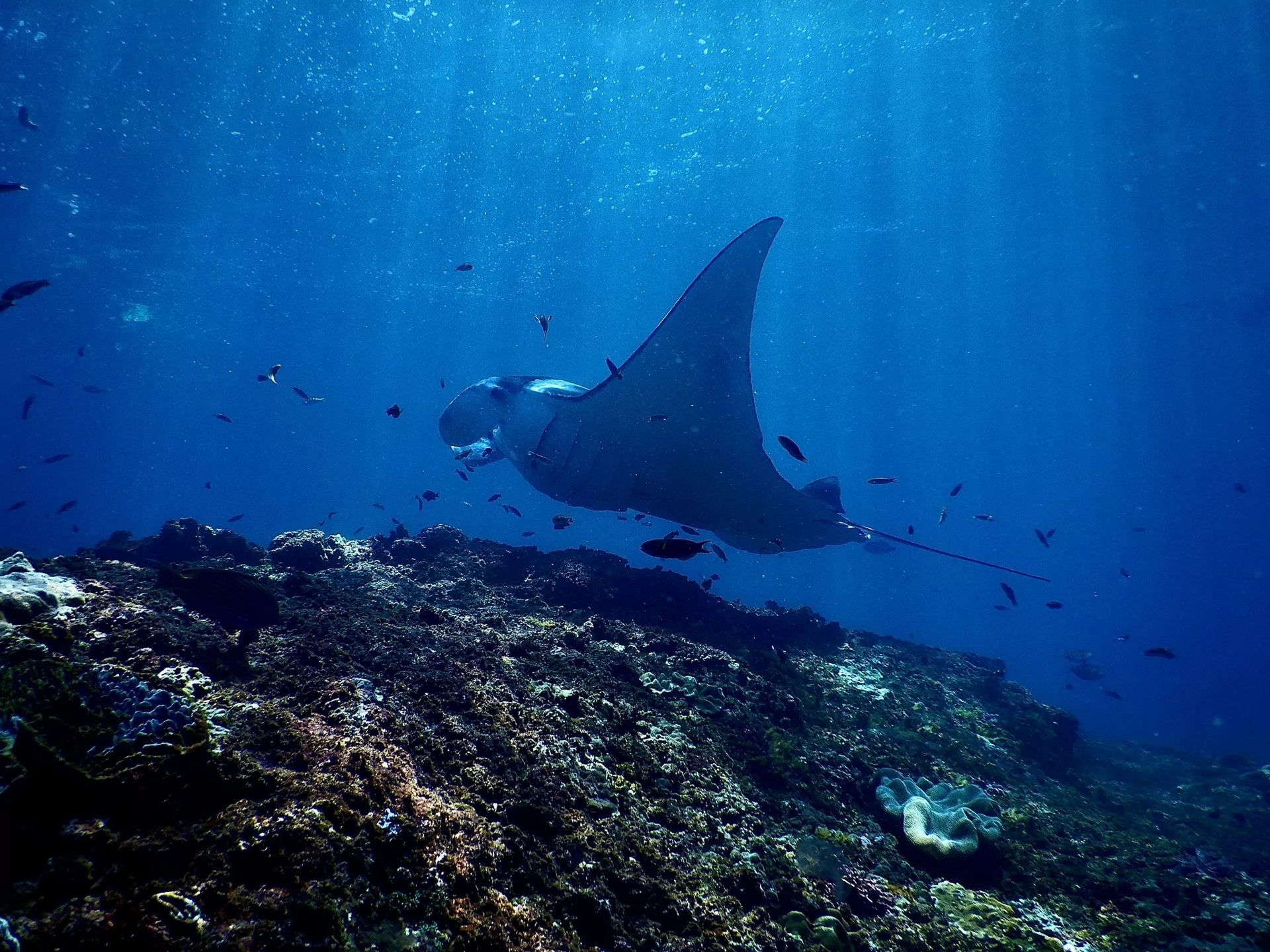 3 Best Caribbean Dive Sites