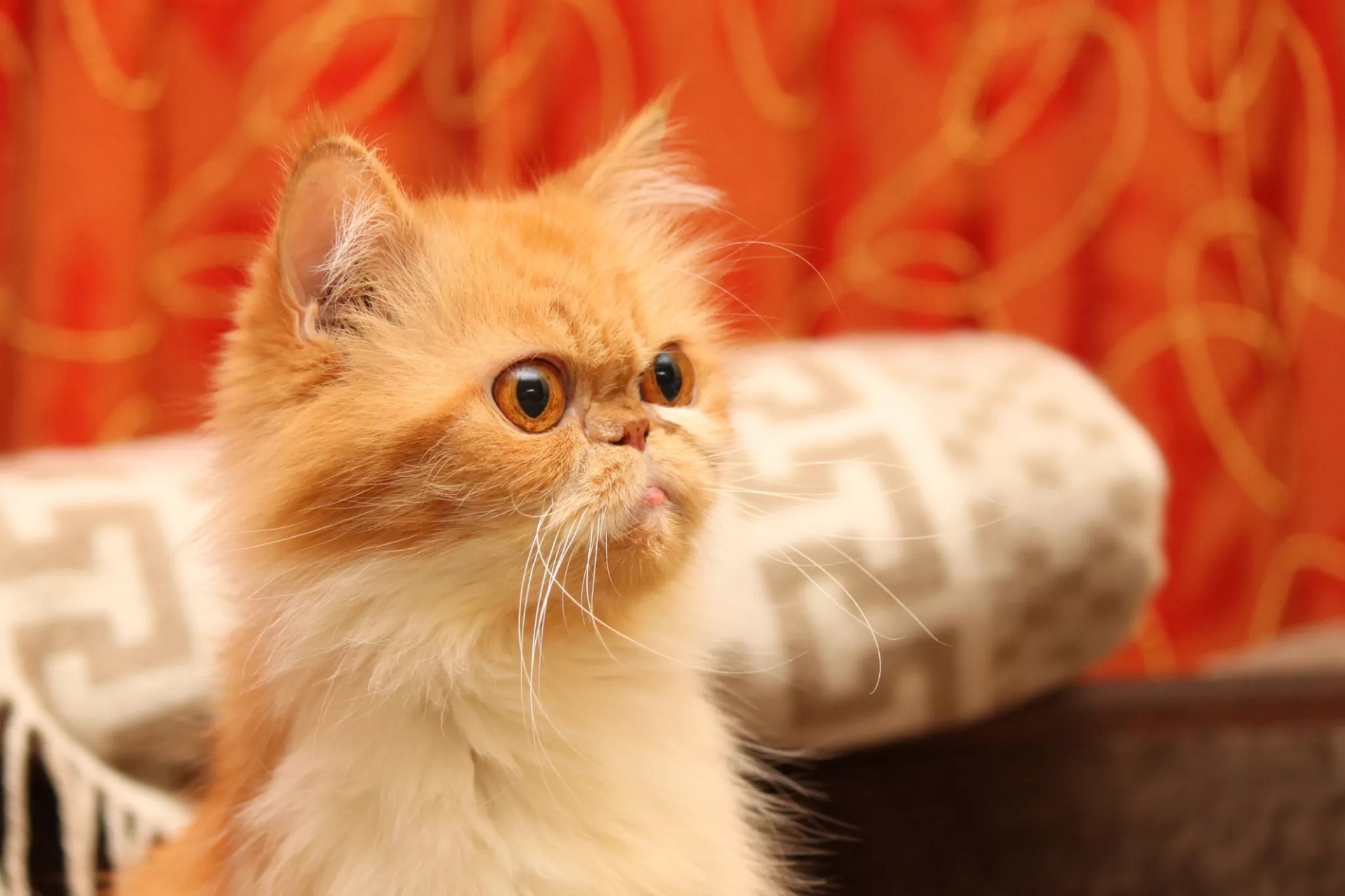 The Cat’s Mind: 14 Ridiculous Thoughts Your Cat Has Each Day