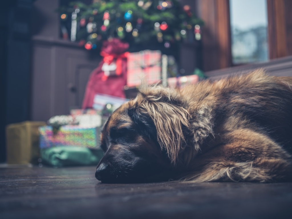 8 Popular Holiday Plants That Are Dangerous to Pets