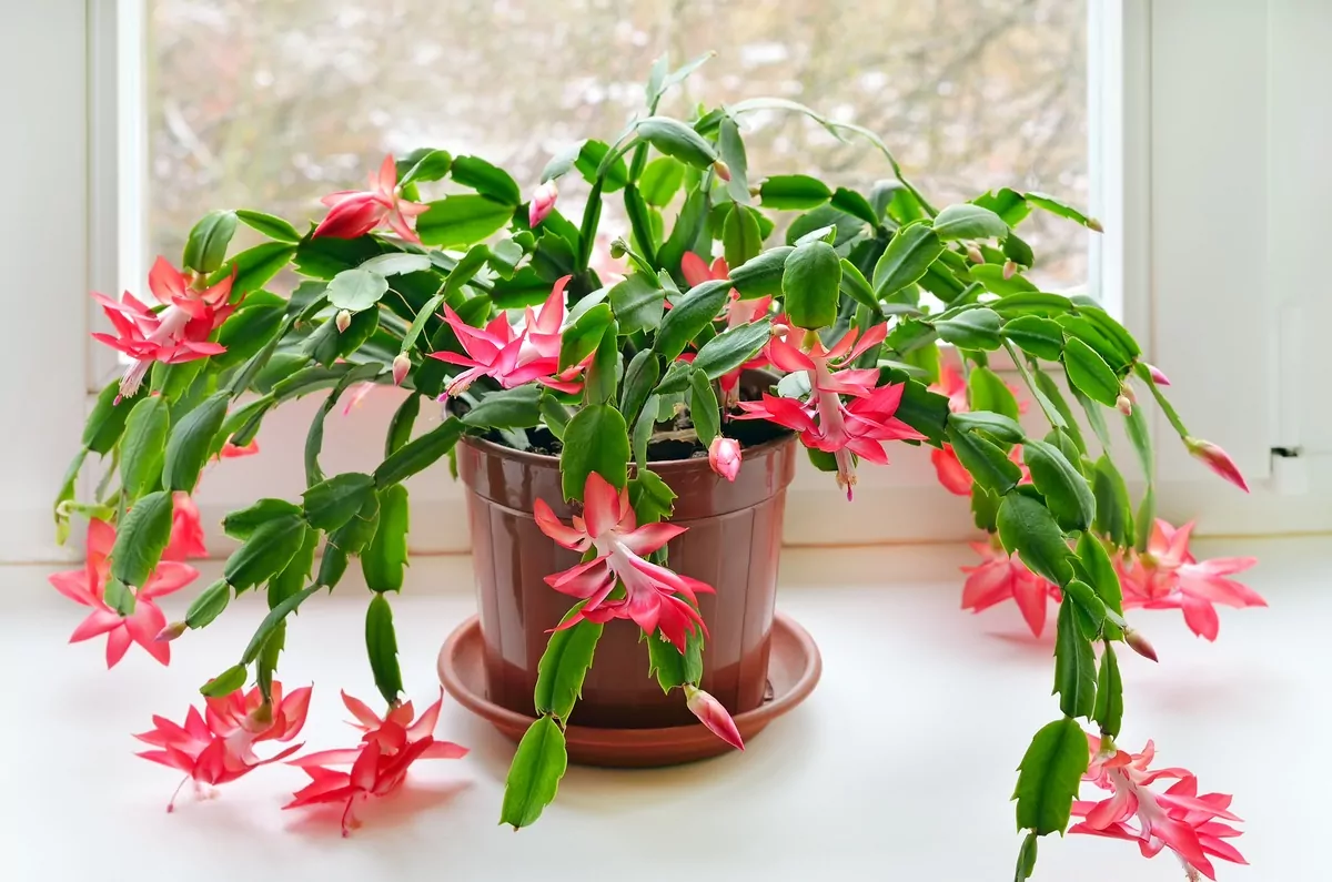 8 Popular Holiday Plants That Are Dangerous to Pets Christmas cactus 