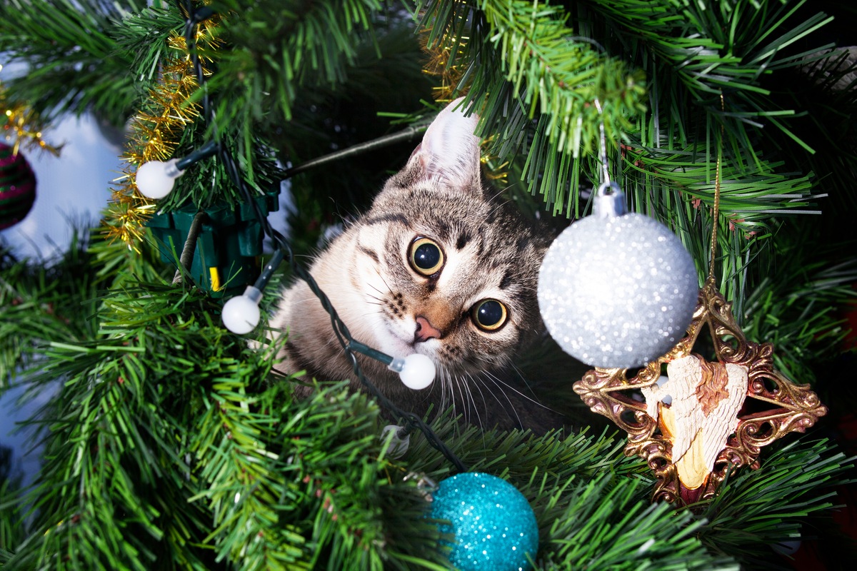 8 Popular Holiday Plants That Are Dangerous to Pets Christmas trees