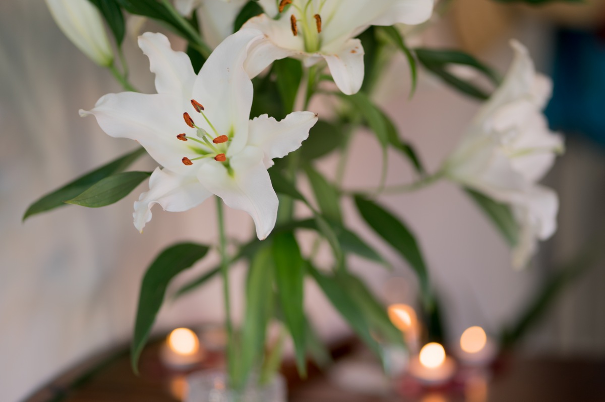 8 Popular Holiday Plants That Are Dangerous to Pets Lilies