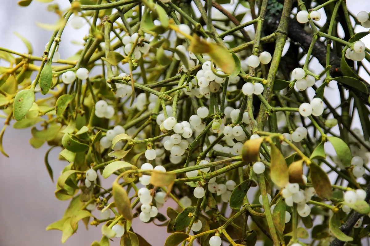8 Popular Holiday Plants That Are Dangerous to Pets Mistletoe