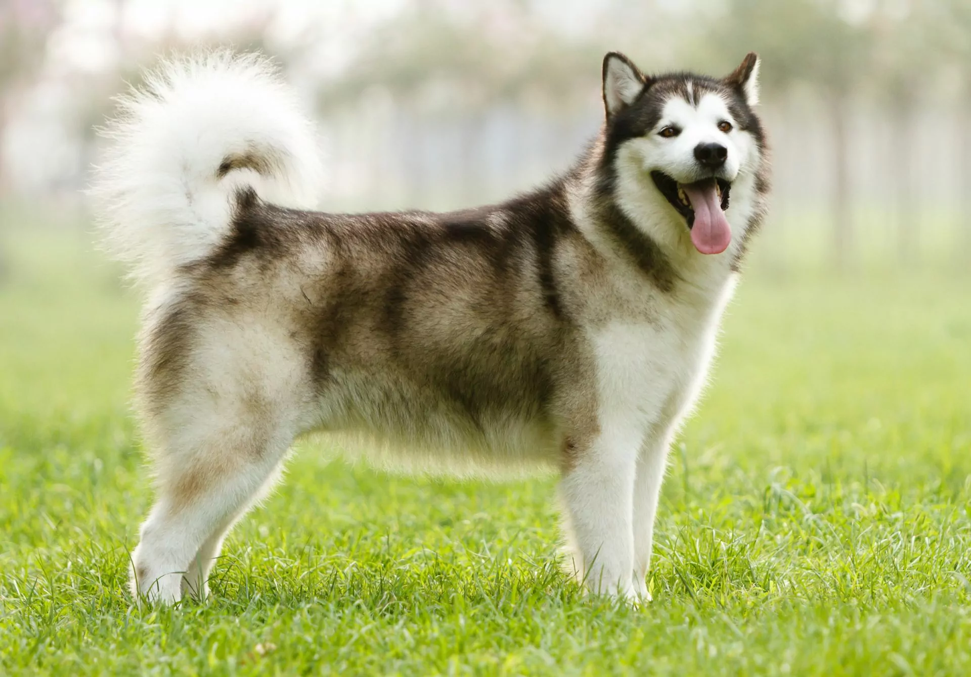Alaskan Malamute