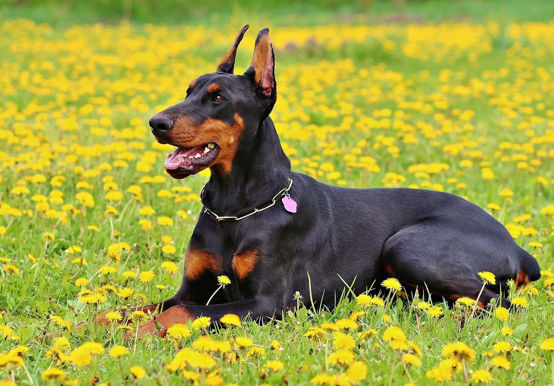 Doberman Pinscher