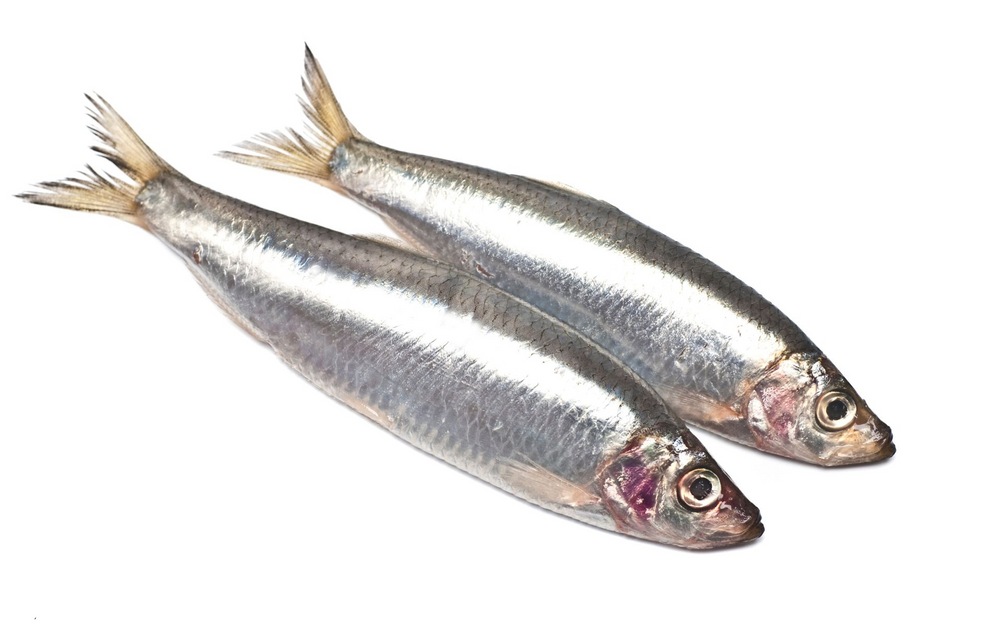 Sardines and Other Species of Oily Fish