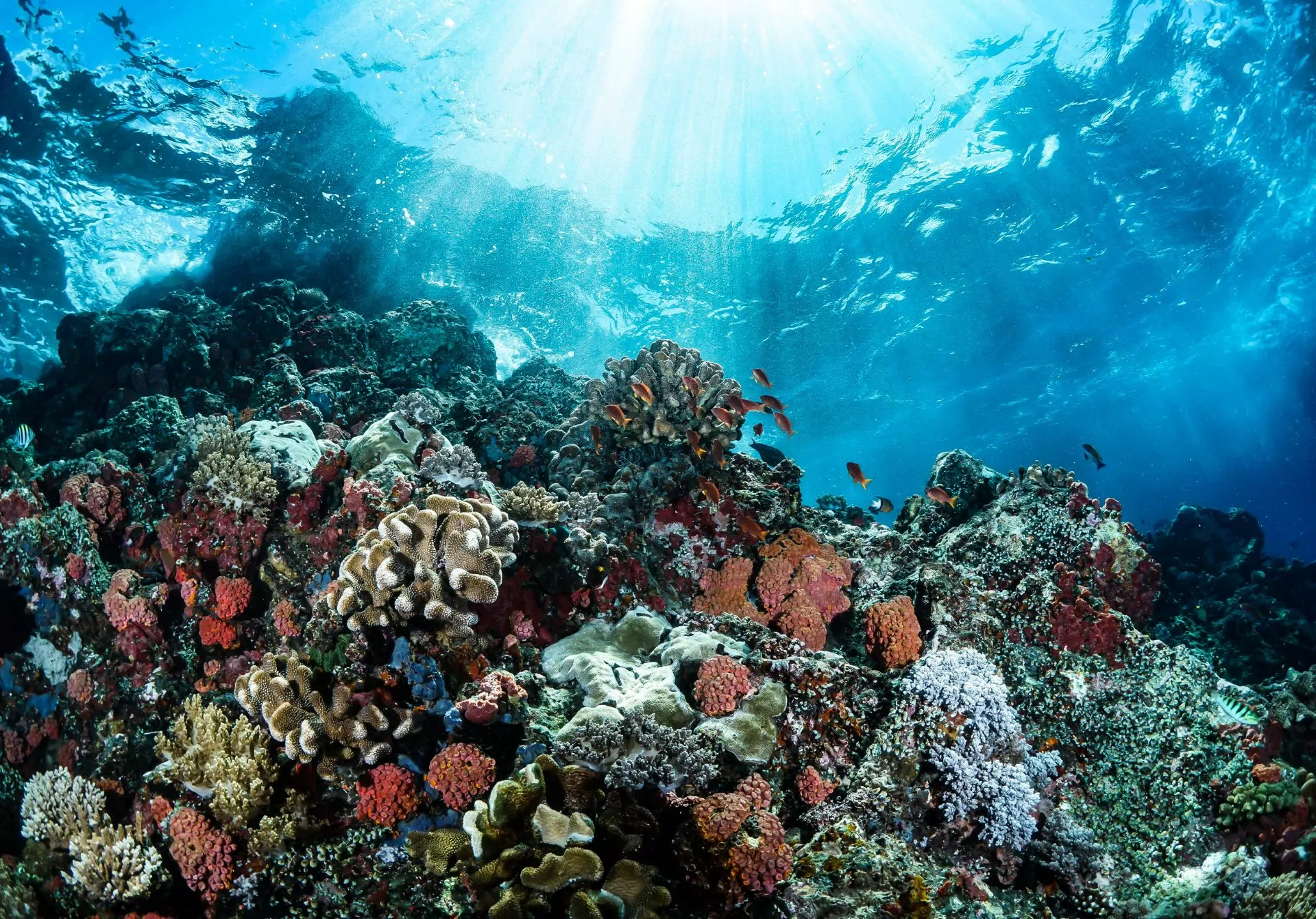 Open your eyes to the wonders of the Great Barrier Reef