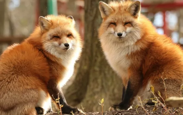Love Foxes? Go to Zao Fox Village in Japan