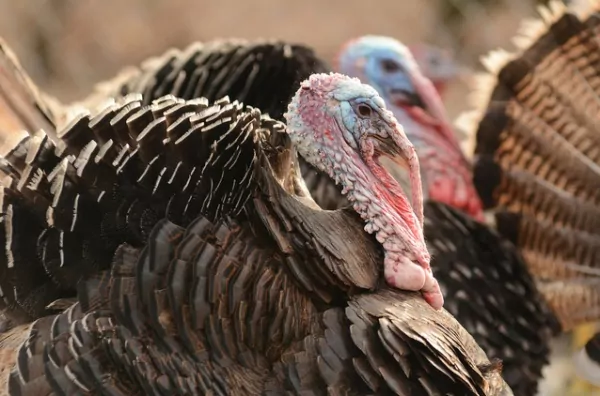 skip turkey on thanksgiving