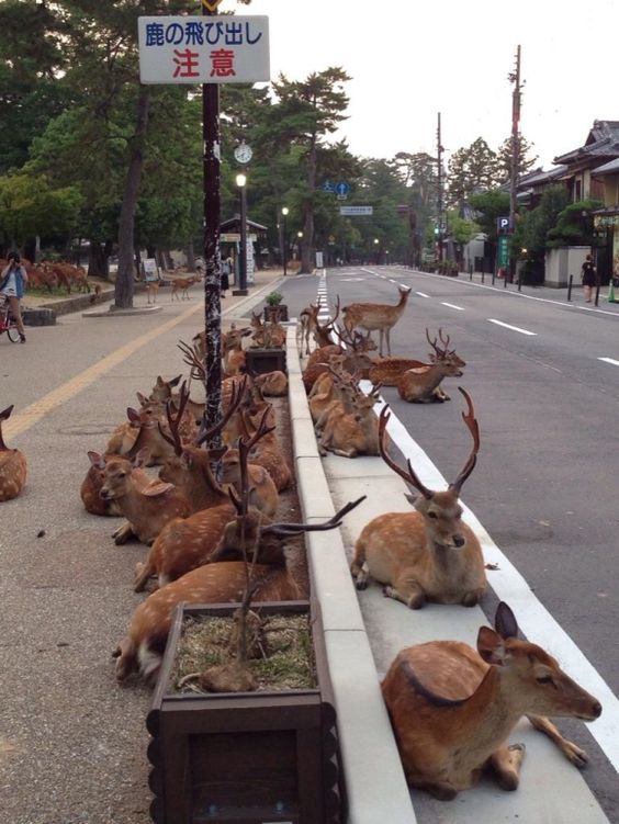 Visiting Nara for the deer