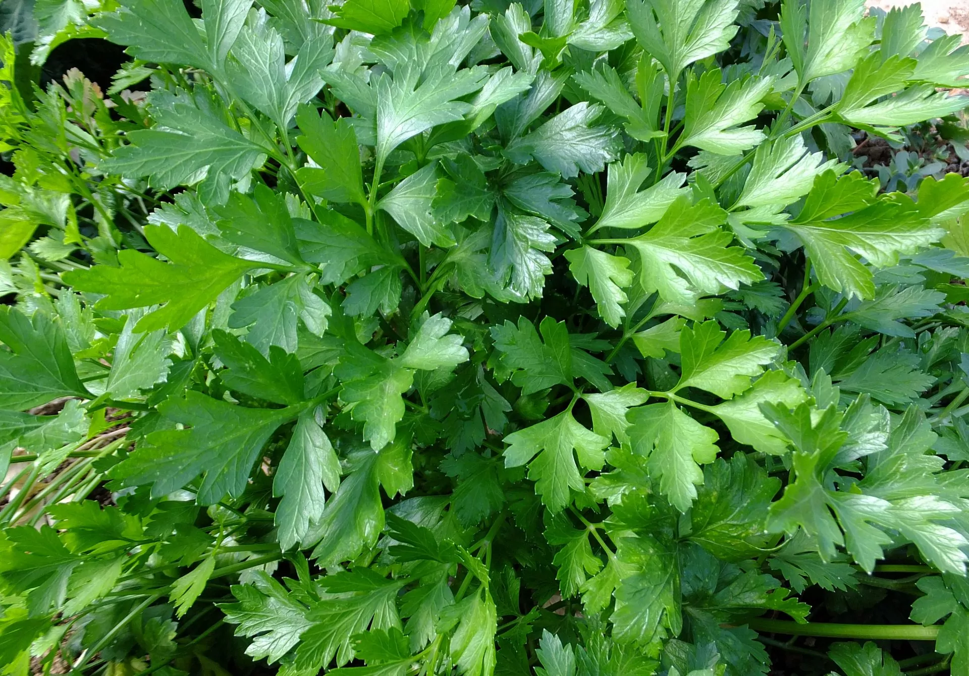 Reasons to Add More Parsley to Your Meals