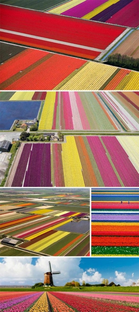 Amsterdam Tulip Fields