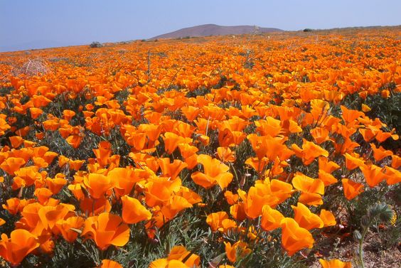 Antelope Valley Poppy Reserve, California