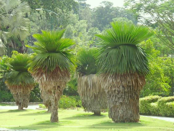 Perdana Botanical Garden and Park