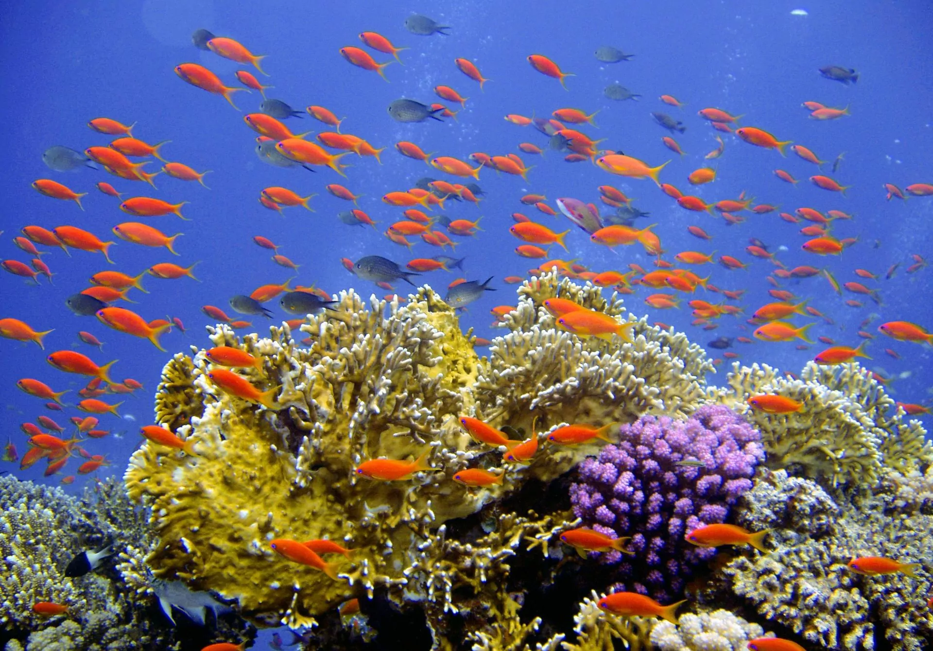 The Great Barrier Reef