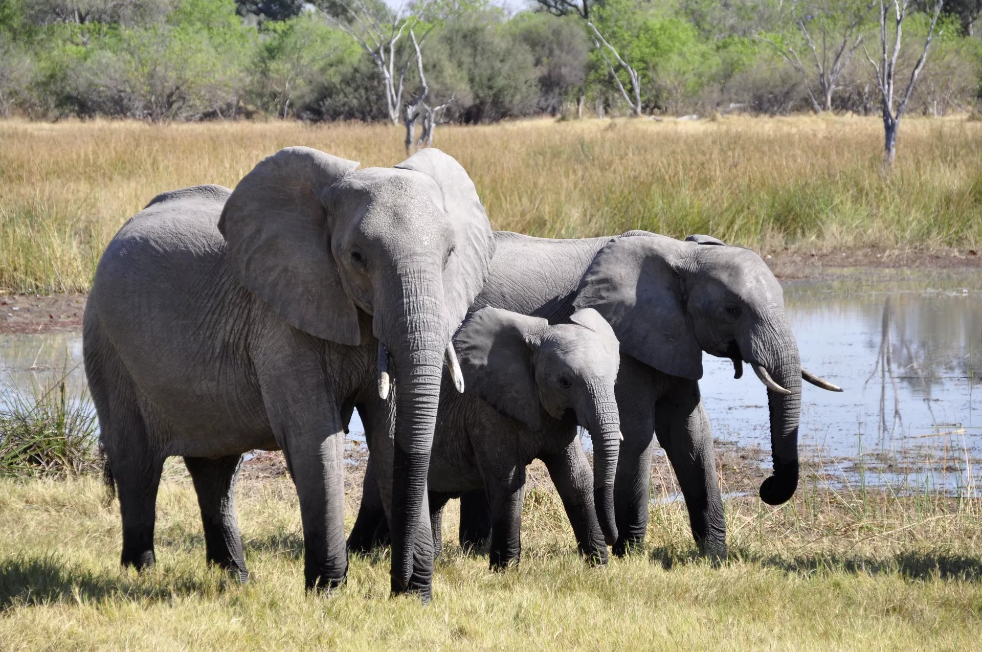 10 Facts about Elephants