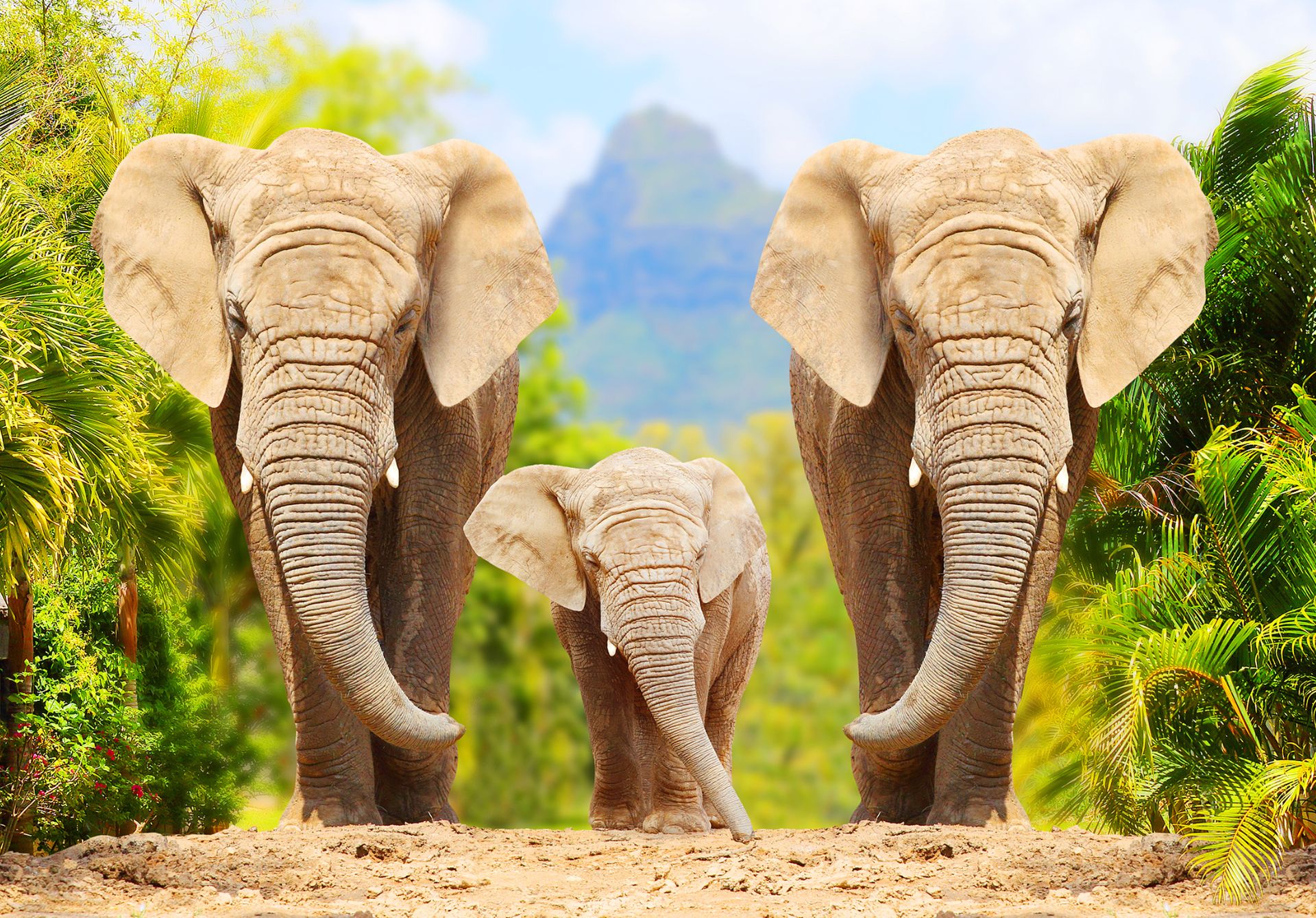 10 Facts about Elephants