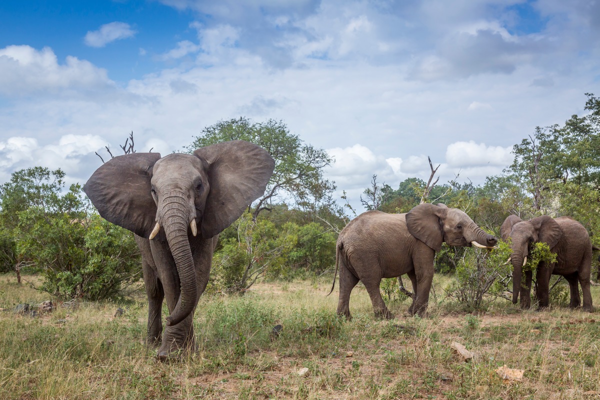 Elephant Species 10 Facts about Elephants