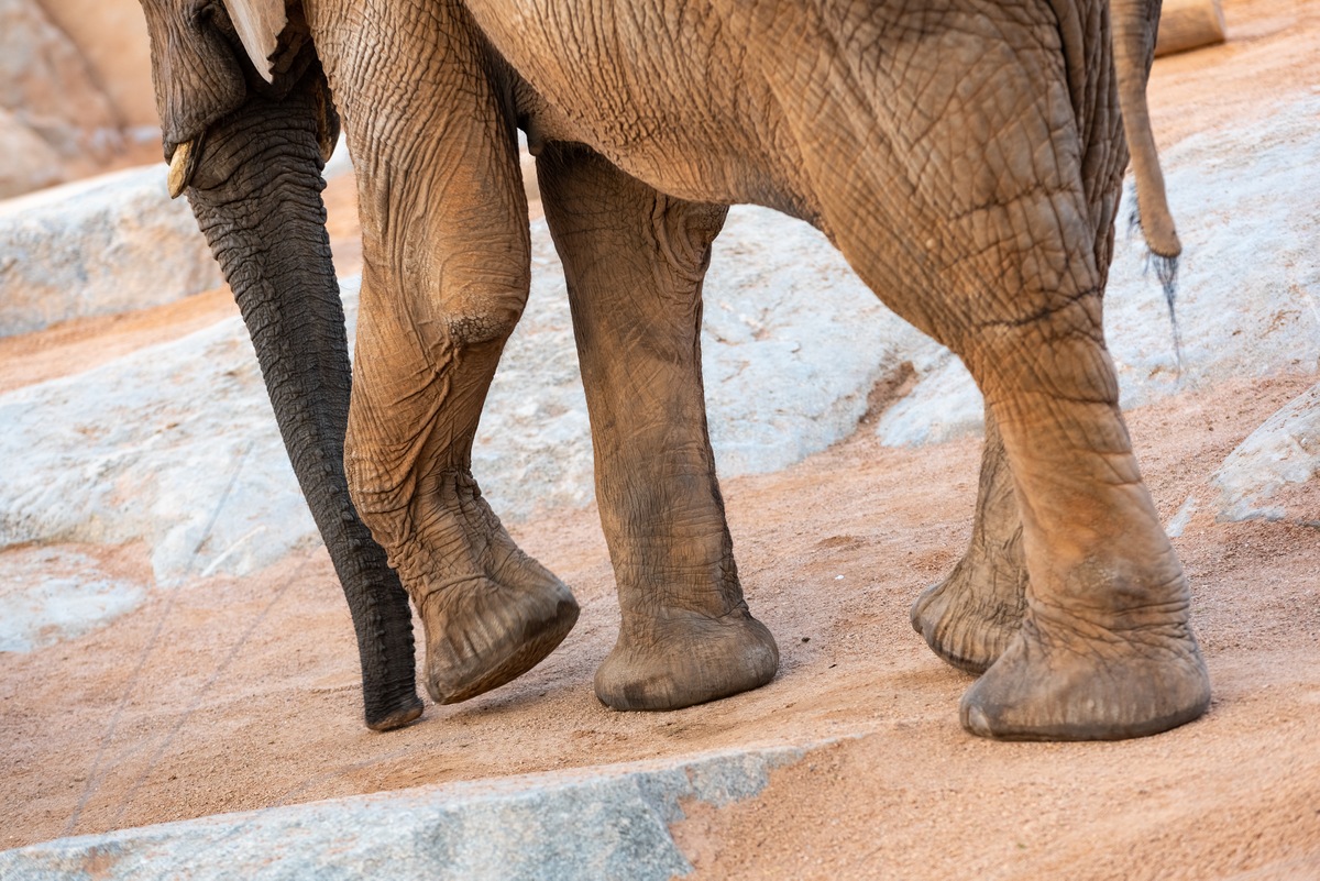 Feet 10 Facts about Elephants
