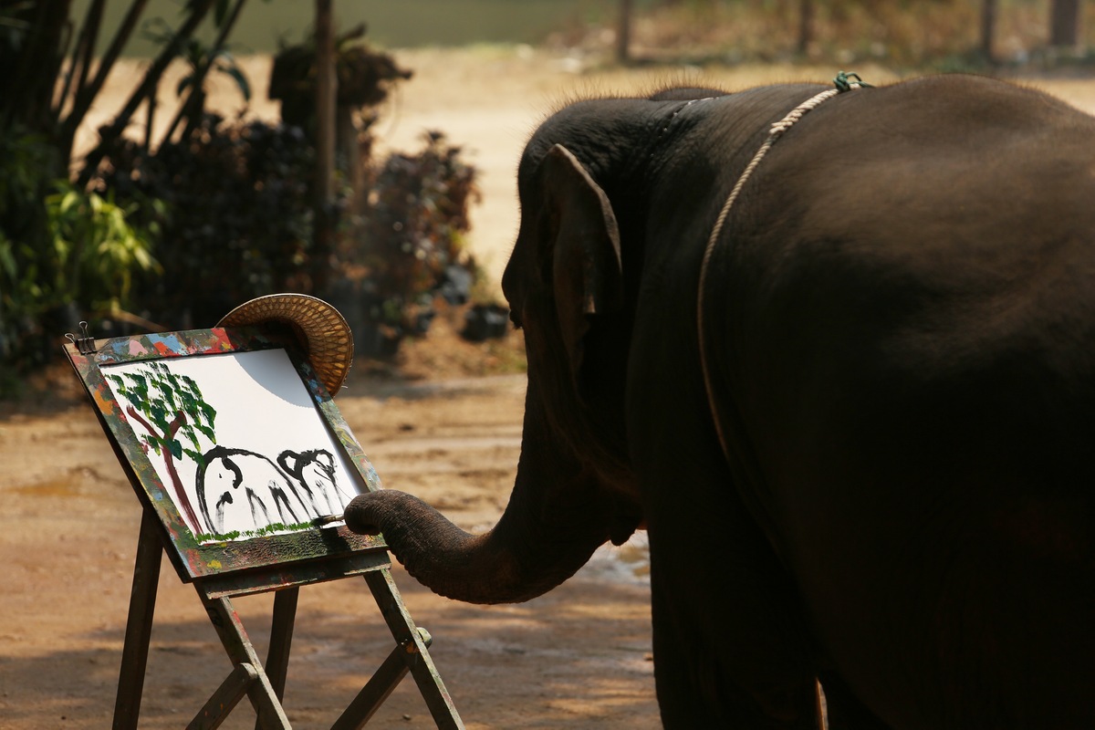 Intelligence 10 Facts about Elephants