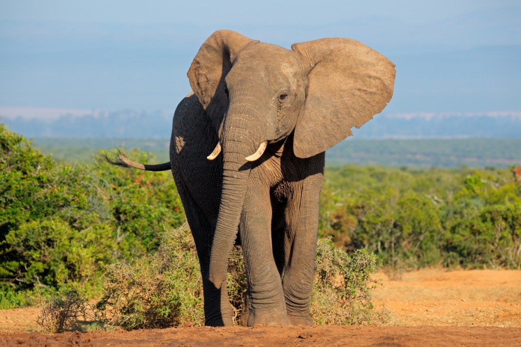 10 Facts about Elephants
