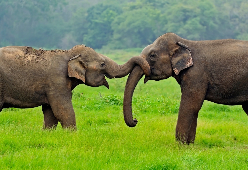 Reproduction - 10 Facts about Elephants