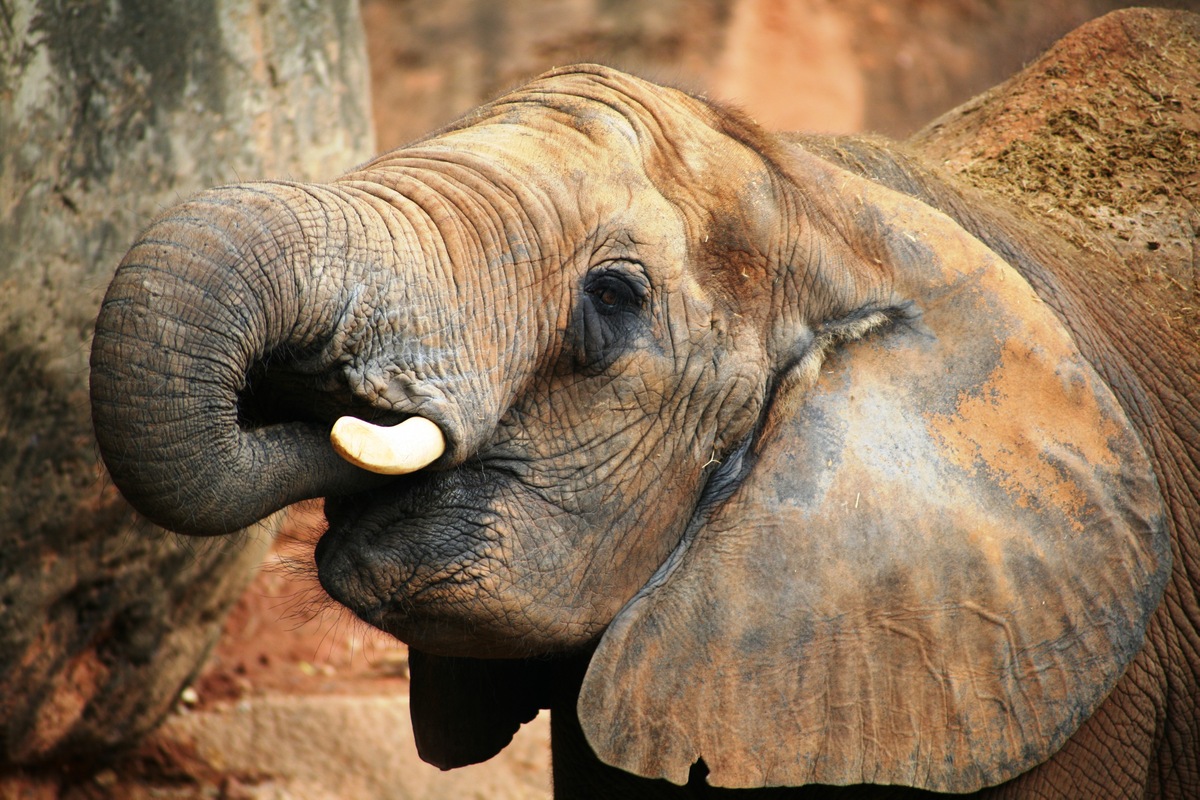 Teeth and Tusks 10 Facts about Elephants
