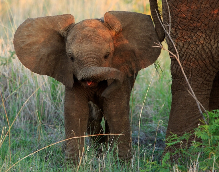 Trunks - 10 Facts about Elephants