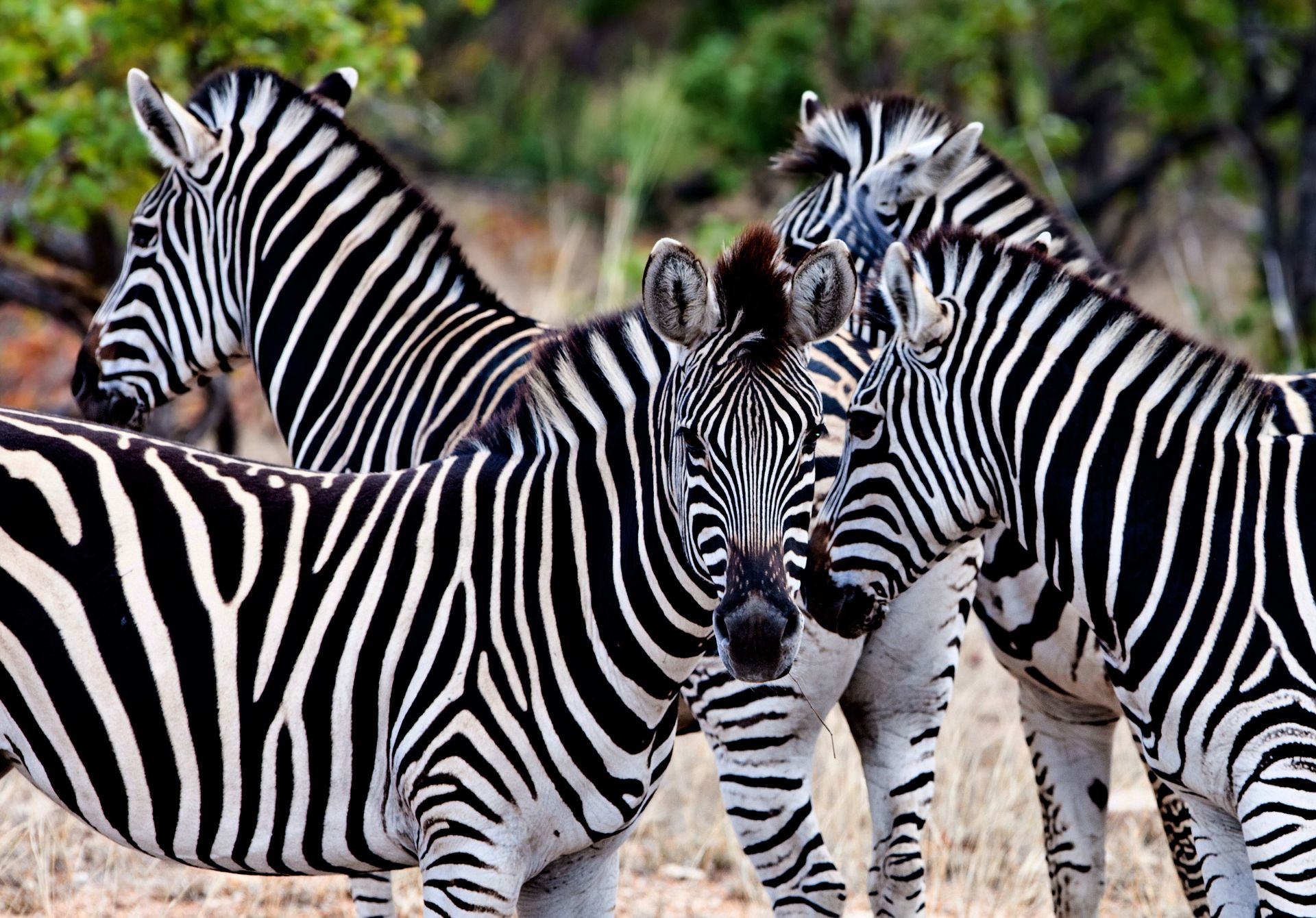 Kruger National Park, South Africa