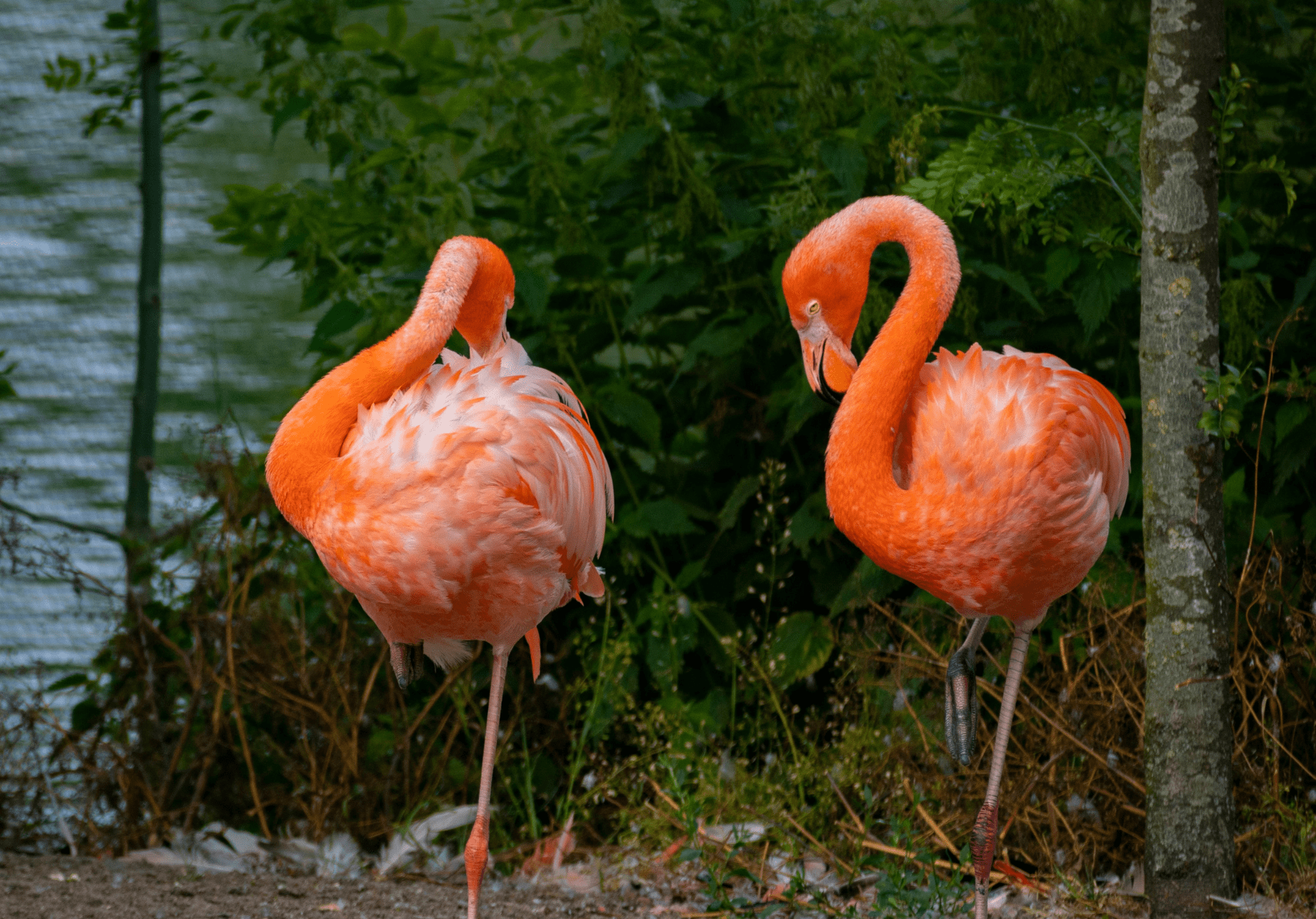 Copenhagen Zoo