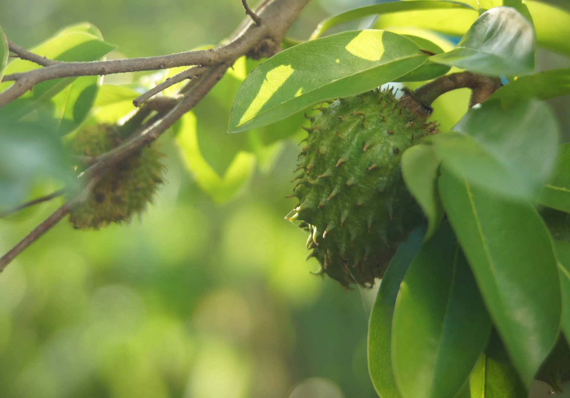 10 Surprising Health Benefits of Soursop Leaves You Need to Know