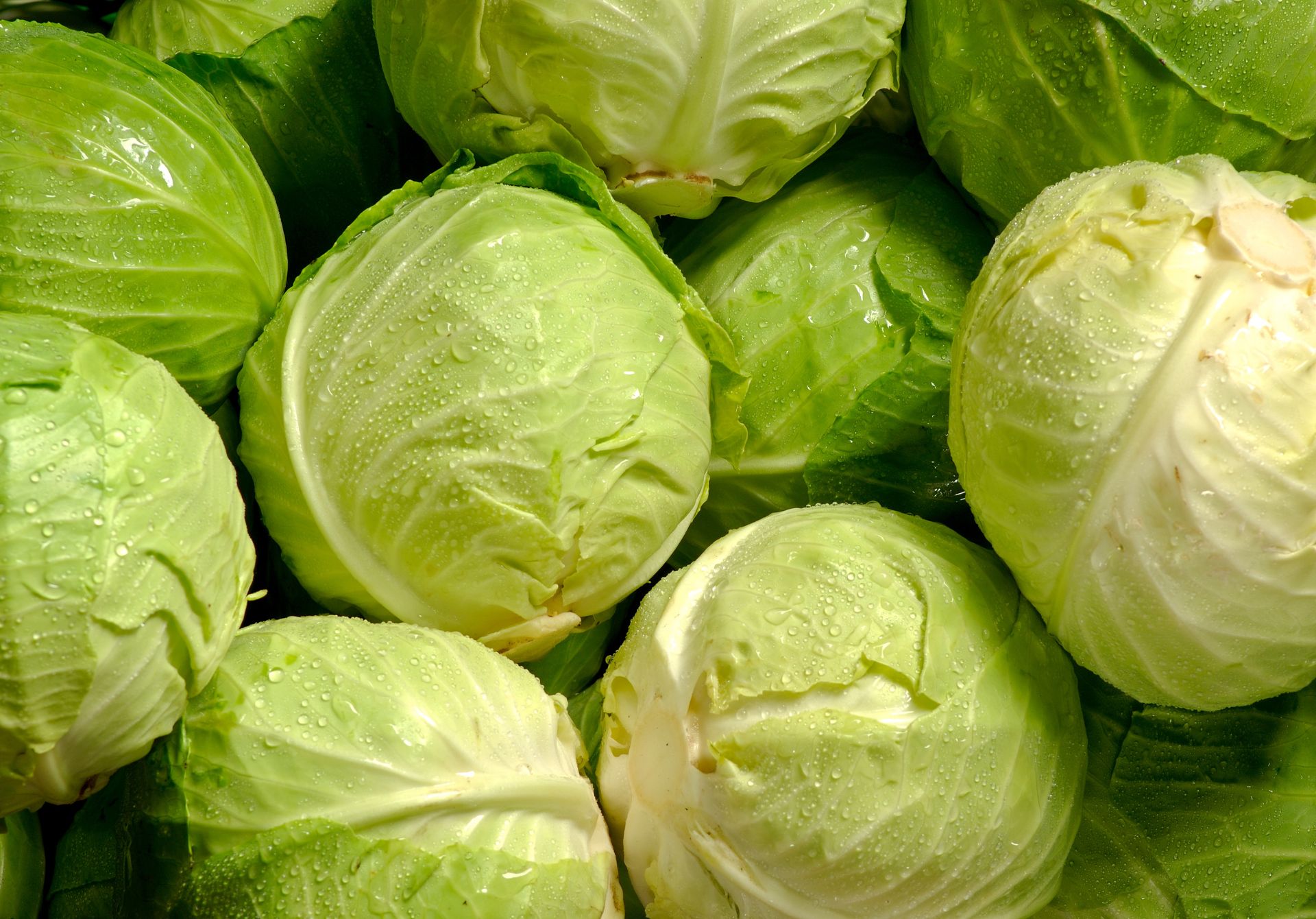 Cabbage