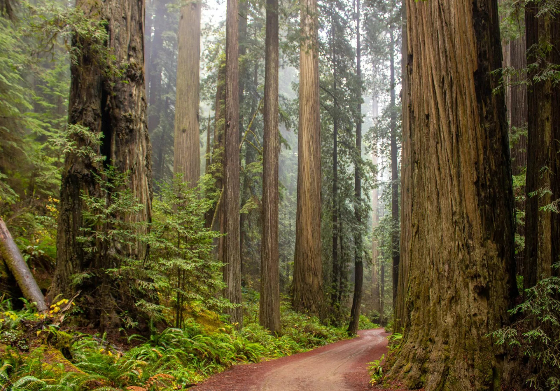 Redwood National and State Parks