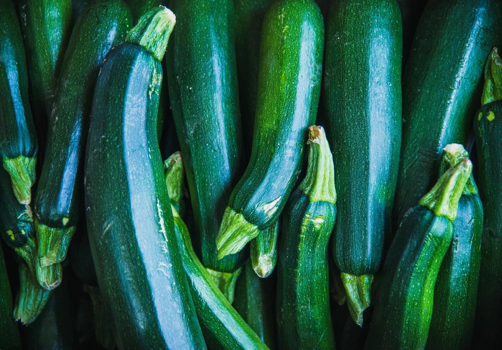 Zucchini
